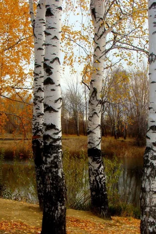 осень, берёзы, река