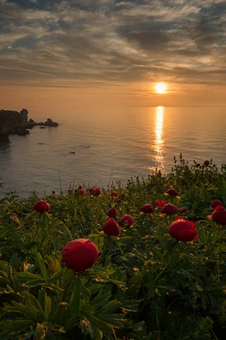 море, берег, цветы, закат