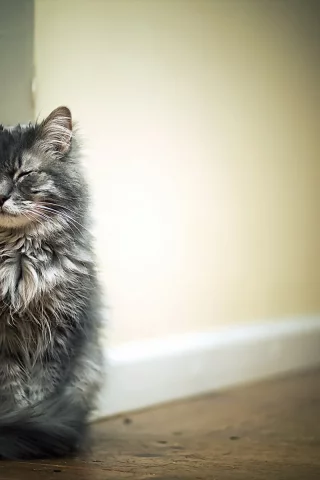 кот, животное, сидит