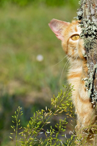 дерево, кот