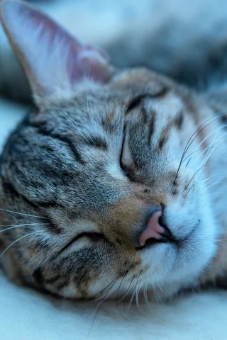 котёнок, спит, усы