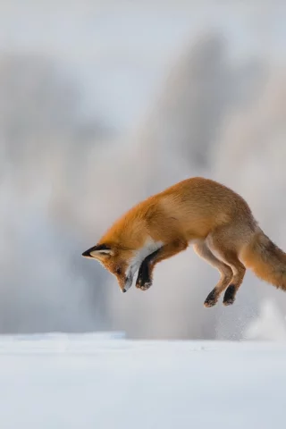лиса, животные, снег