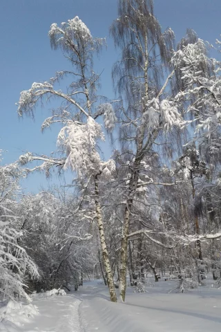 пейзаж, зима, парк
