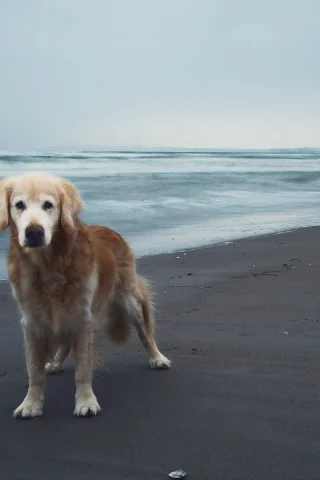золотистый ретривер, берег, пляж