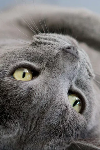 кот, животное, лежит
