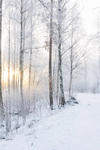 утро, зима, лес, снег