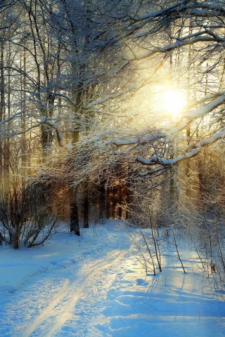 лес, рассвет