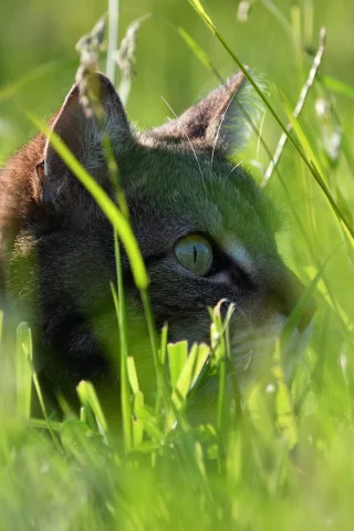 кот, в траве
