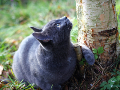 кошка, взгляд на дерево, животное