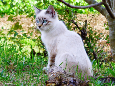 кошка сиамская, взгляд