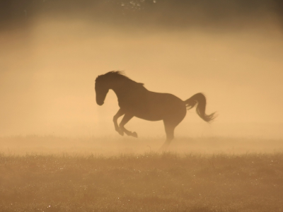 лошадь, животное, в тумане
