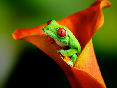 лягушка зелёная, сидит в цветке