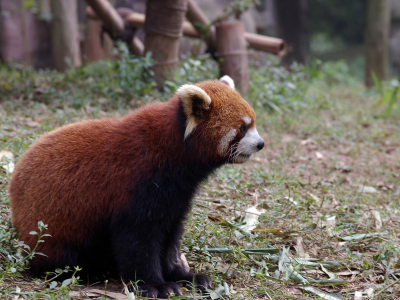 панда красная, животное