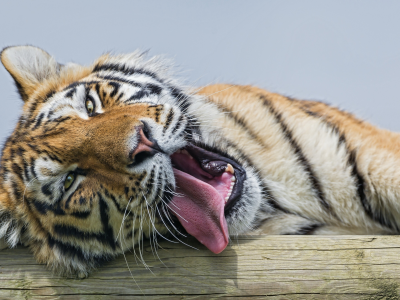 тигр, язык