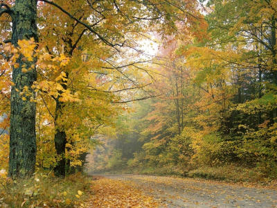 деревья, осень, листопад, дорога