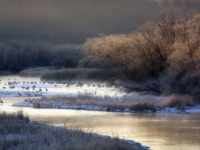река, птицы, туман