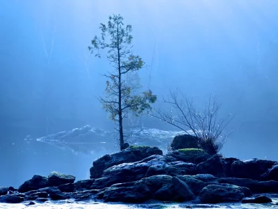 море, берег, камни, дерево
