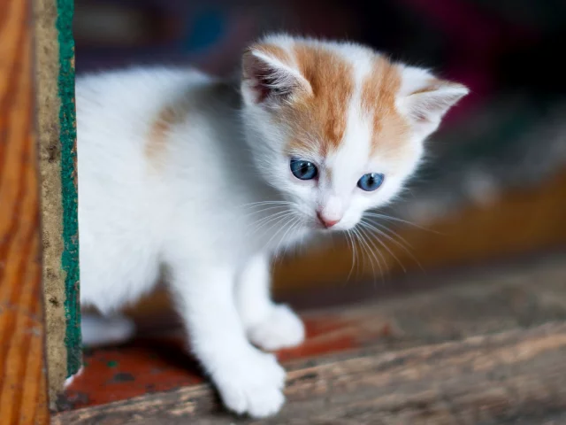 котёнок, маленький