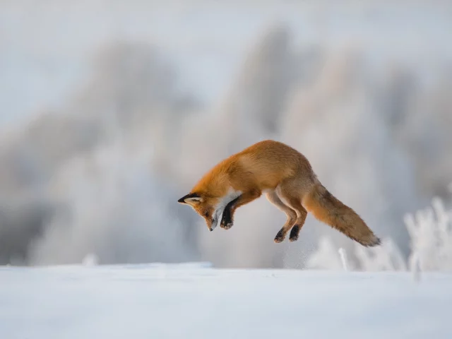 лиса, животные, снег