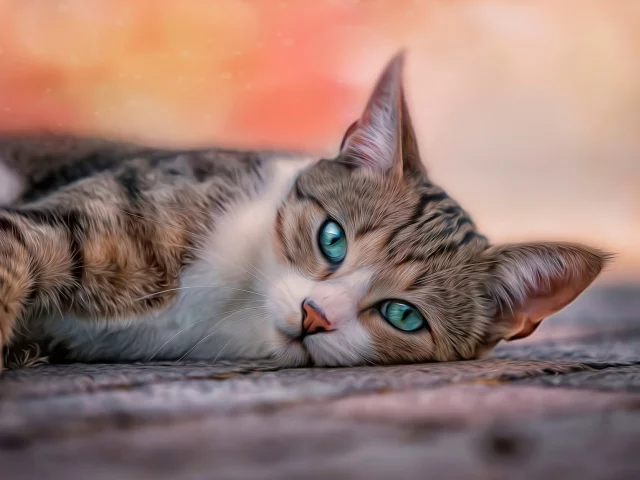 кошка, животные, взгляд