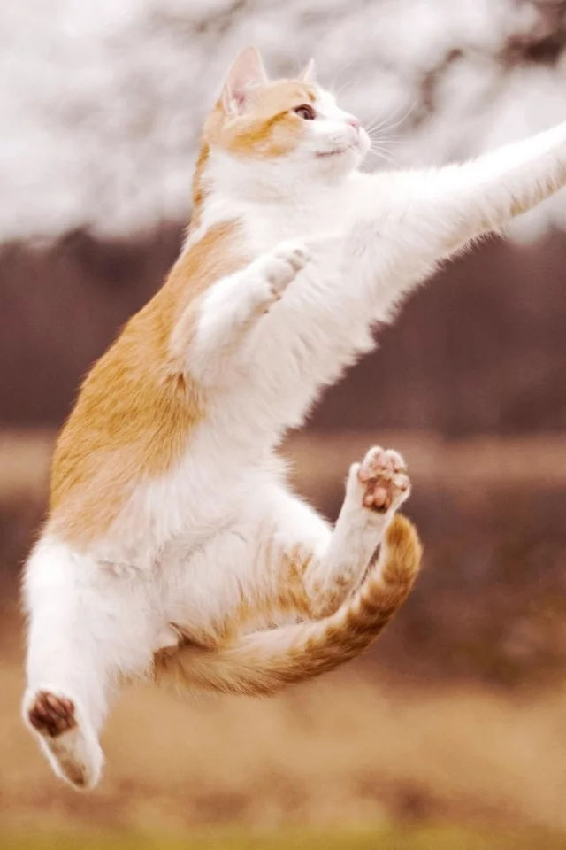 кот, прыжок