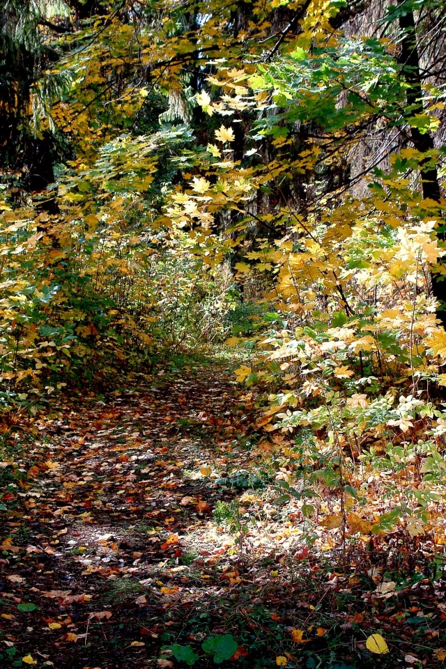 осенняя тропинка, желтые листья