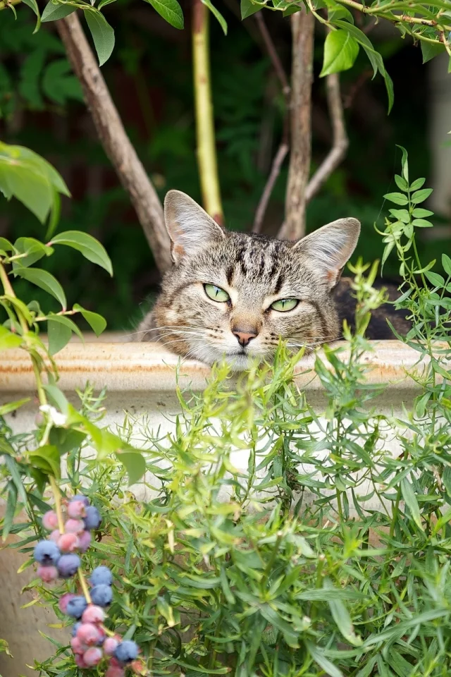 кот, взгляд, усы