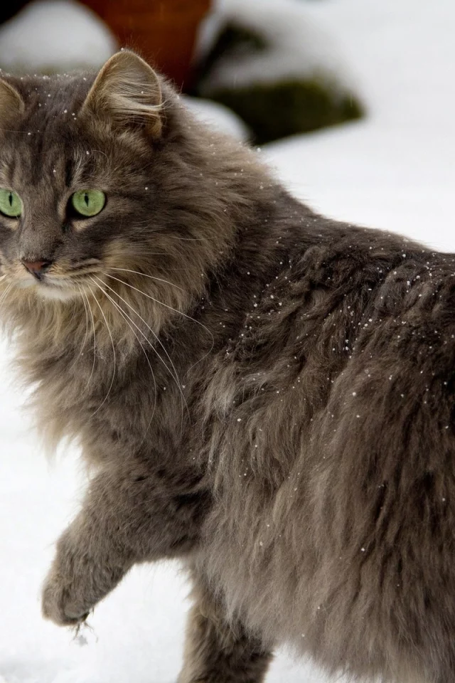 кот, снег