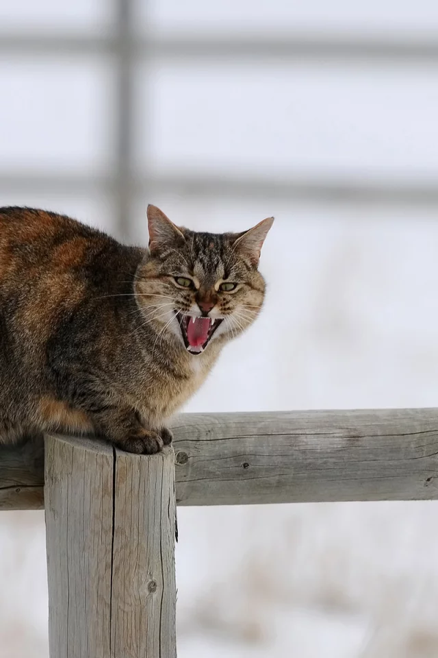 кот, взгляд, животное