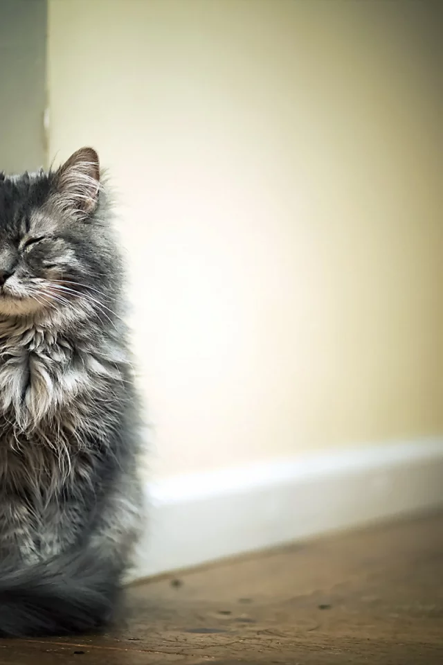 кот, животное, сидит