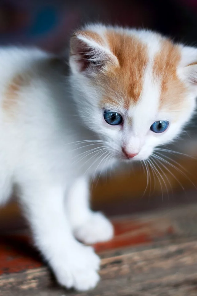 котёнок, маленький