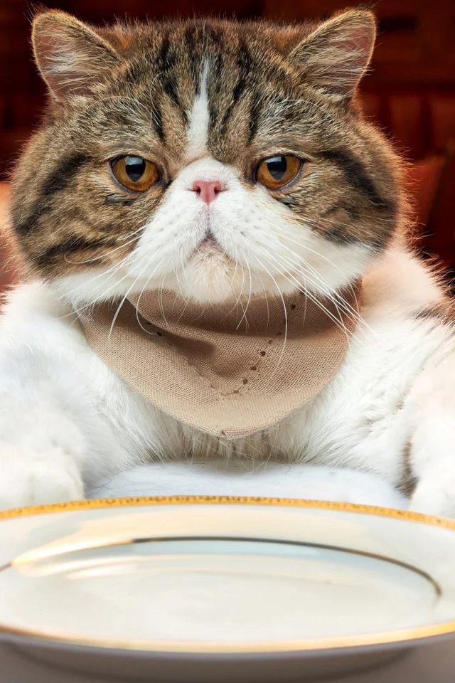 кот, взгляд, сидит перед тарелкой