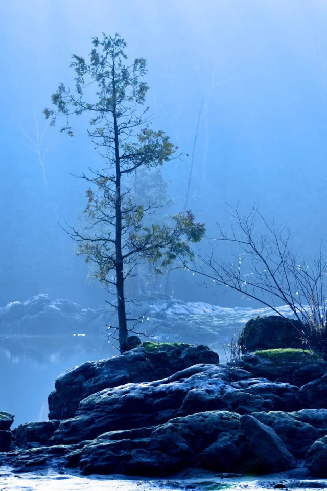 море, берег, камни, дерево