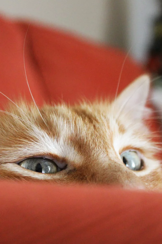 кот, взгляд