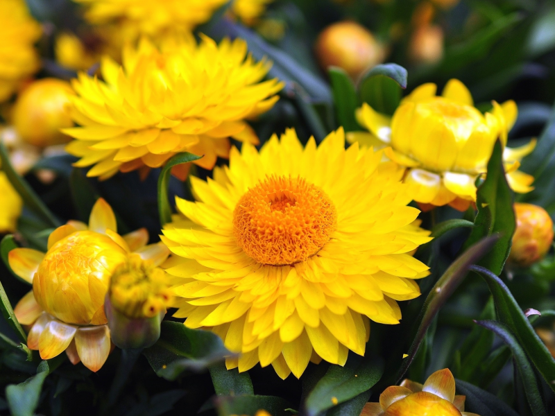 цветы, жёлтые