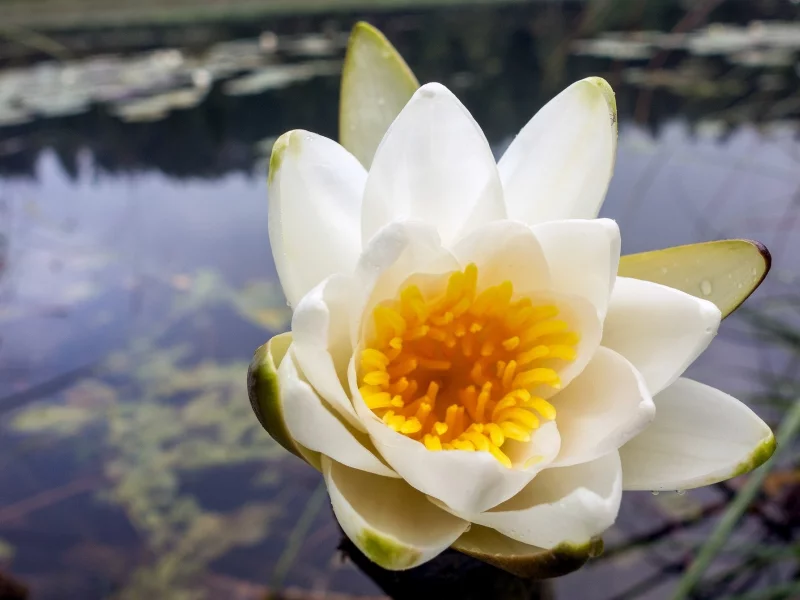 водяная лилия, вода