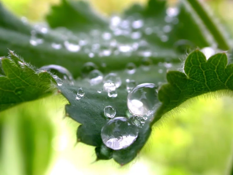 лист, капли воды