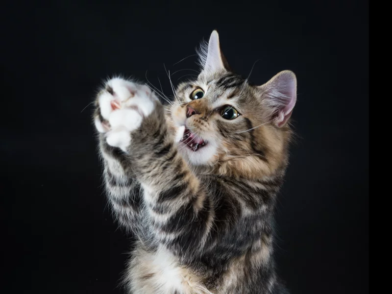 котёнок, играет