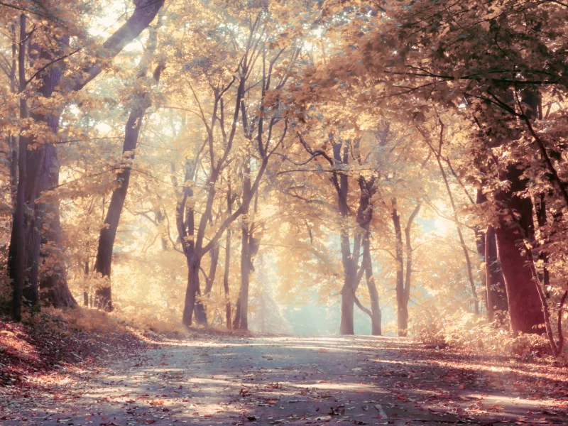 лес, деревья, дорога