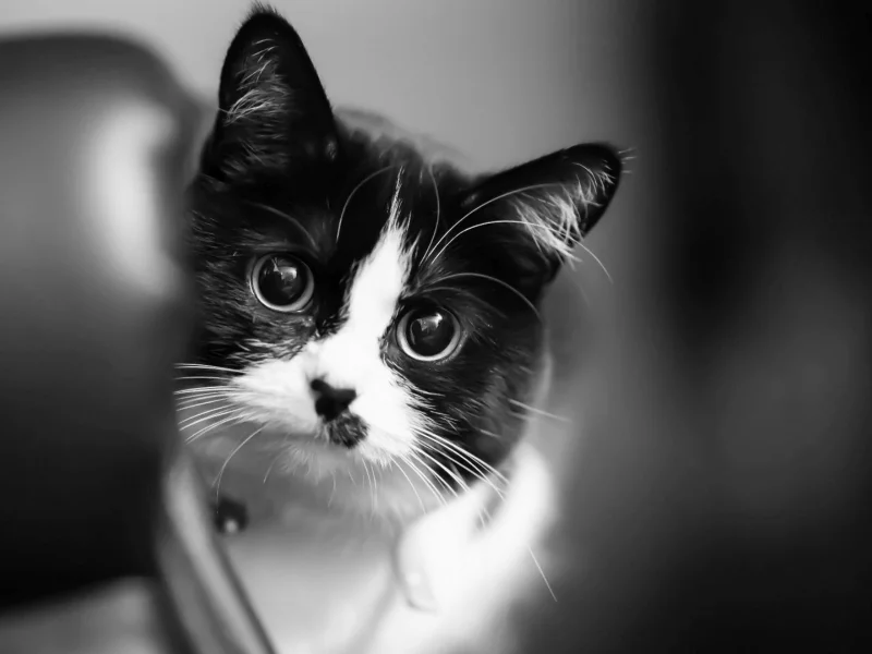 кошка, взгляд, животное