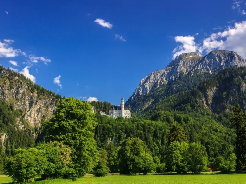 гора, лес, деревья