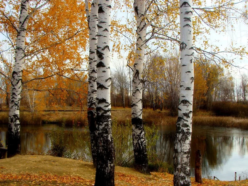 осень, берёзы, река