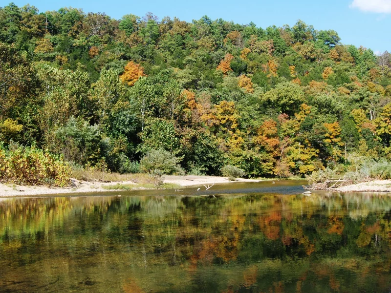 река, деревья, лес
