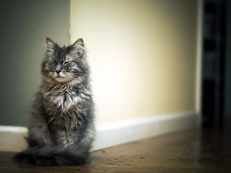 кот, животное, сидит