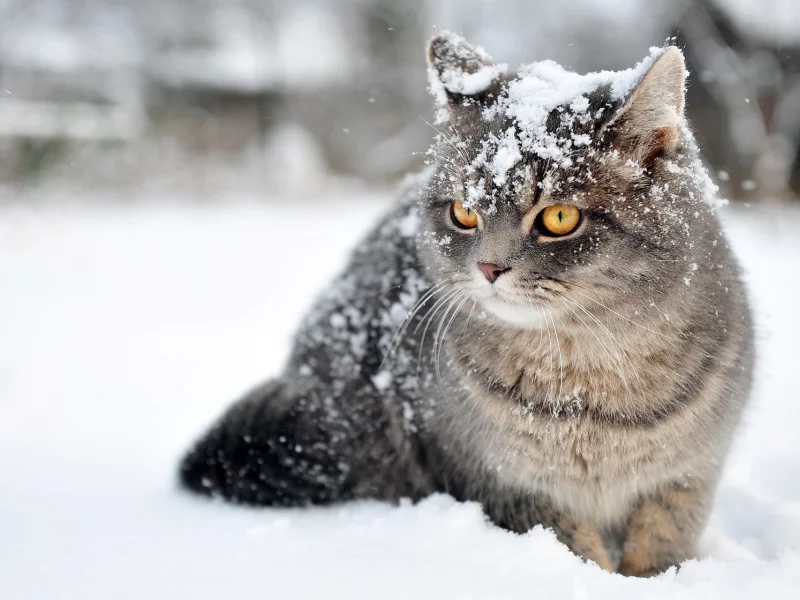 кот, взгляд, усы