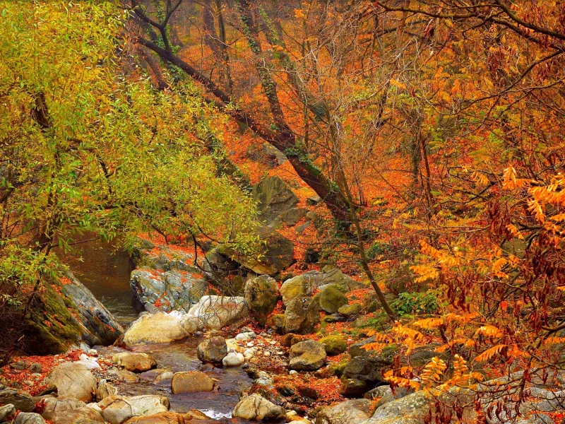 лес, осень, ручей