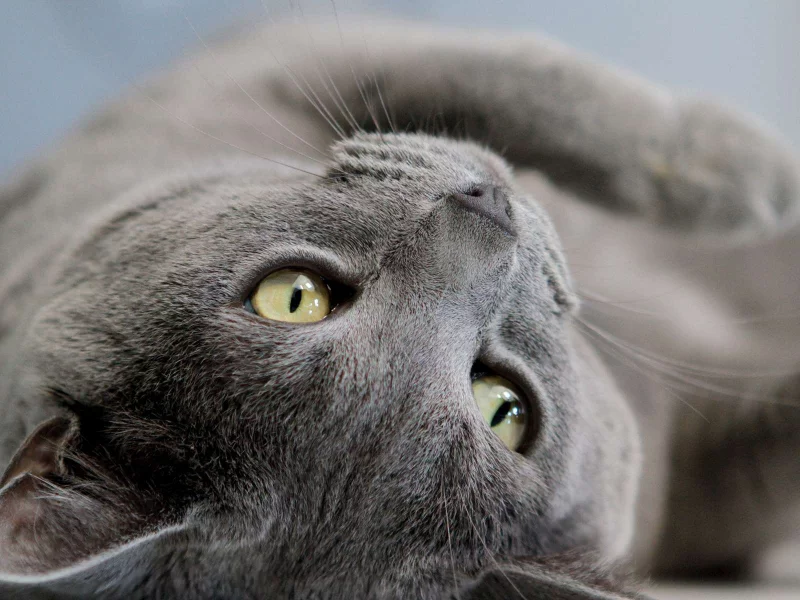 кот, животное, лежит