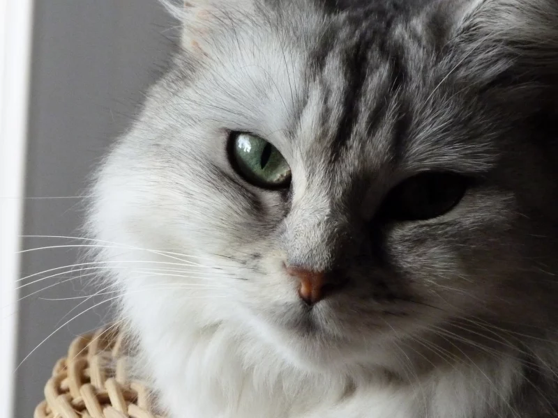 кошка, взгляд, животное
