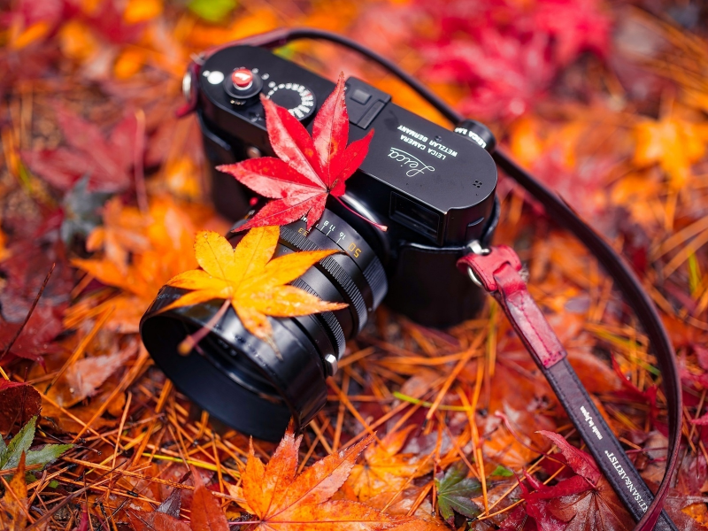 фотоаппарат лейка, листья, осень