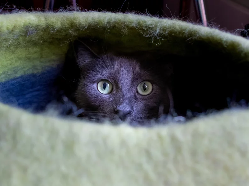 кот, взгляд